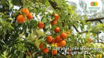 Hạt giống cây ăn quả phù hợp với nhiều điều kiện thời tiết tại Việt Nam