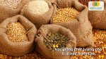 Trải nghiệm trồng trọt thú vị cùng hạt giống cây ăn quả chất lượng cao
