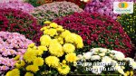 Hạt giống hoa cúc thích hợp trồng trong chậu hoặc ngoài đất đều sinh trưởng tốt