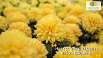 Tự tay gieo trồng hạt giống hoa cúc để không gian sống luôn ngập tràn sắc màu