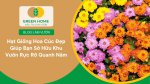Tự tay trồng hoa cúc rực rỡ để tô điểm góc vườn bằng hạt giống hoa cúc