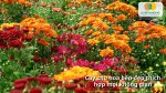 Hạt giống hoa cúc phù hợp với nhiều loại đất và khí hậu khác nhau.jpg