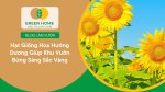 Tạo điểm nhấn tự nhiên cho ngôi nhà bằng hạt giống hoa hướng dương rực rỡ