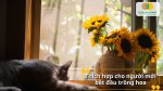 Gieo hạt giống hoa hướng dương một lần, tận hưởng hoa nở suốt mùa hè