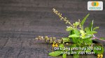 Tự tay trồng rau húng thơm tại nhà với hạt giống rau húng thơm chất lượng cao