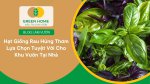 Tận hưởng niềm vui làm vườn với hạt giống rau húng thơm dễ trồng