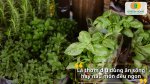 Hạt giống rau húng thơm giúp bạn dễ dàng trồng rau sạch tươi ngon tại nhà