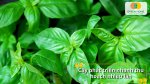 Rau húng thơm là lựa chọn tuyệt vời cho bữa ăn sạch từ hạt giống rau húng thơm