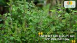 Gieo hạt giống rau húng thơm một lần có thể thu hoạch nhiều lần trong năm