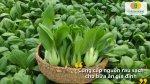 Gieo các loại hạt giống rau cải để có rau xanh sạch và giòn ngọt tự nhiên