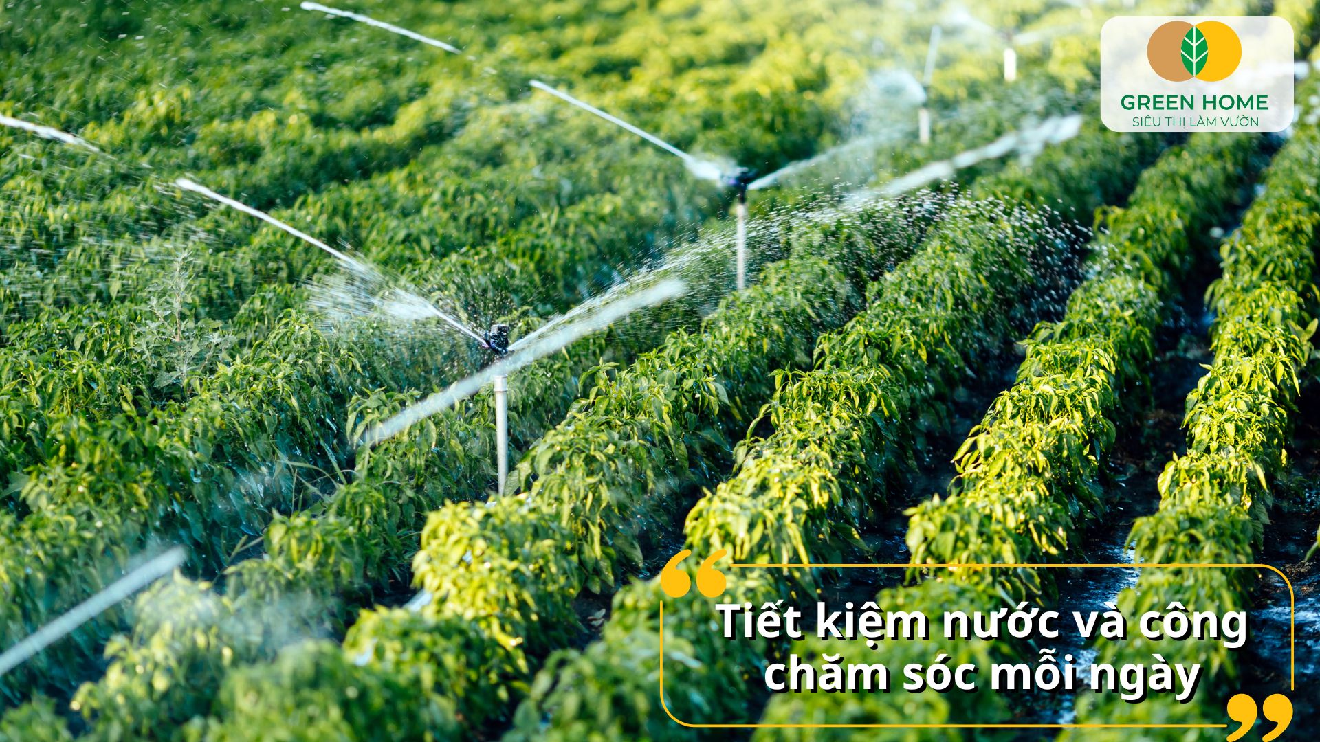 Giải pháp tối ưu cho nhà phố và sân vườn là hệ thống tưới nước tự động
