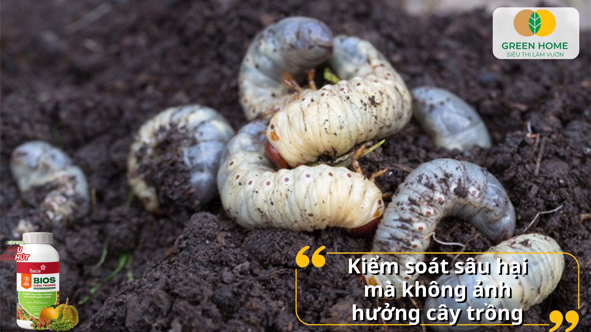 Phun định kỳ chế phẩm sinh học diệt sâu bọ để duy trì vườn khỏe mạnh