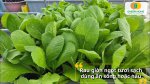 Các loại hạt giống rau cải thích hợp trồng quanh năm trong chậu hoặc khay xốp