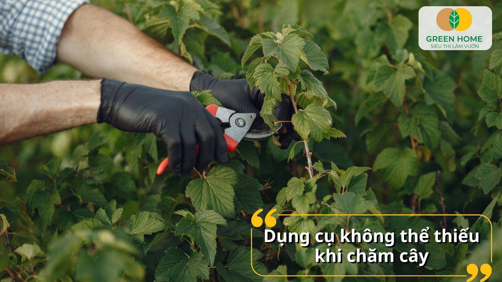 Vết cắt mịn và gọn gàng nhờ kéo cắt cành chất lượng cao