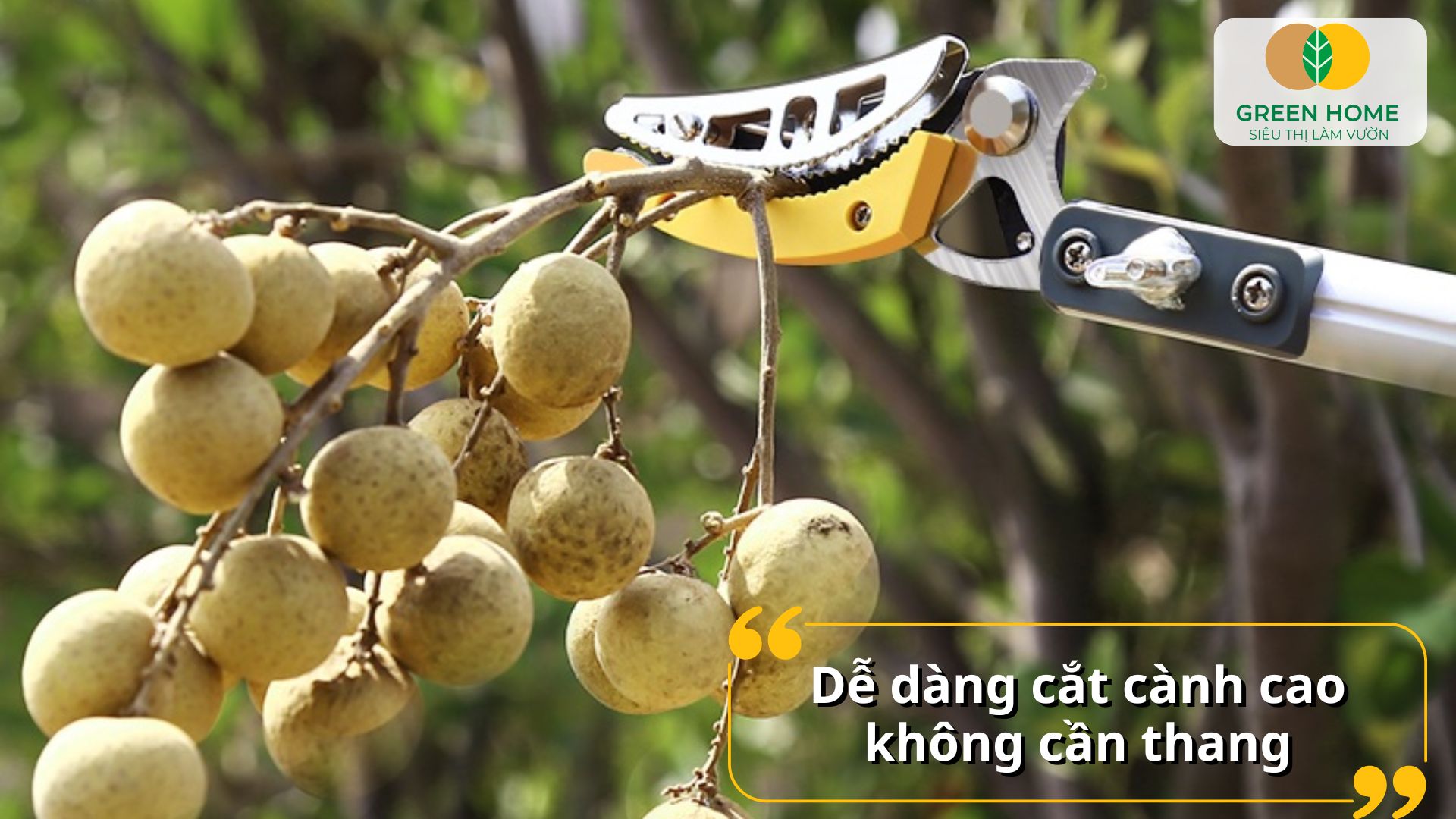 Cắt tỉa an toàn và tiện lợi với kéo cắt cành 3m chuyên dụng