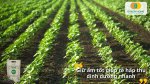 Đem lại vụ mùa tươi tốt với phân bón hữu cơ Greenma chất lượng cao
