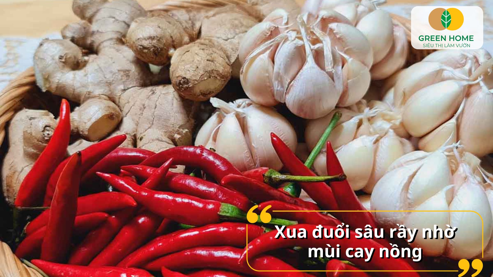Thuốc trừ sâu từ tỏi ớt an toàn cho người và vật nuôi