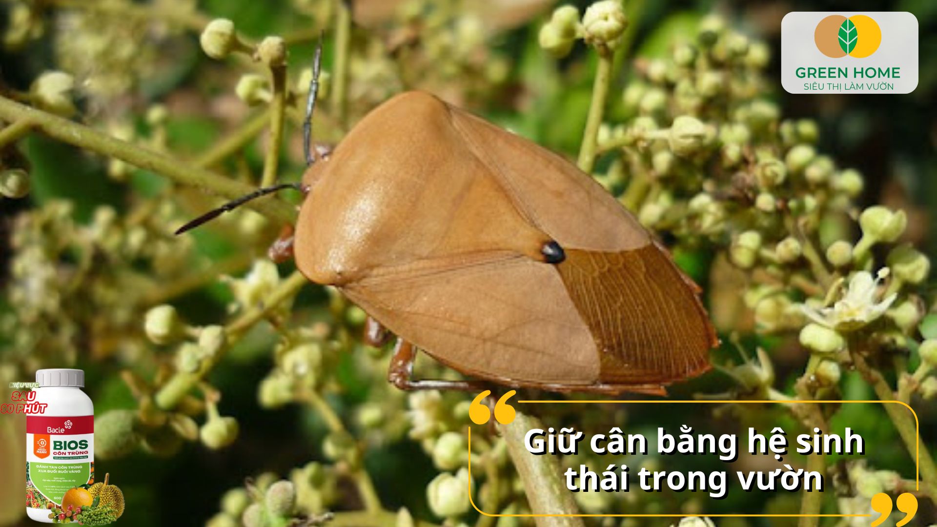 Chế phẩm sinh học diệt sâu bọ giúp bảo vệ cây từ gốc đến ngọn