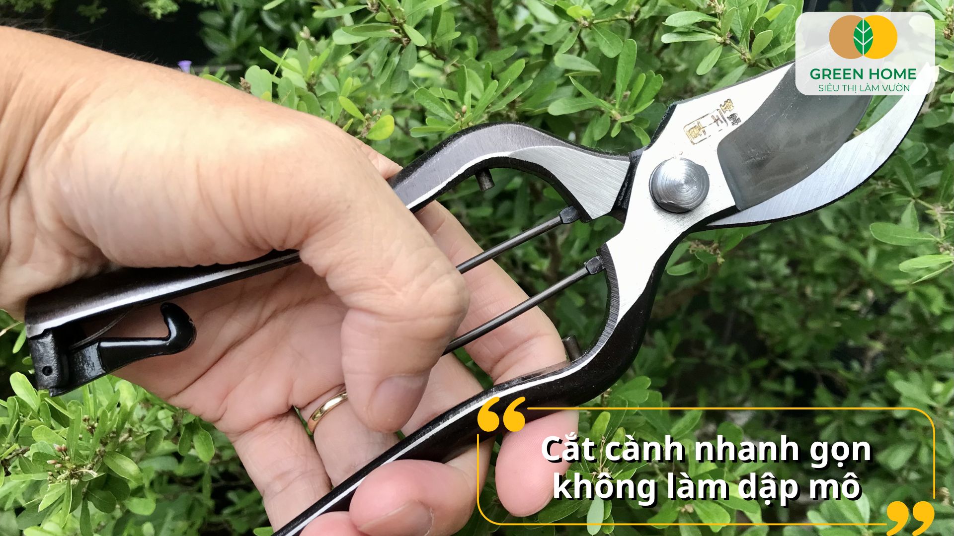 Cắt tỉa dễ dàng hơn với kéo cắt cành chuyên dụng cho cây cảnh