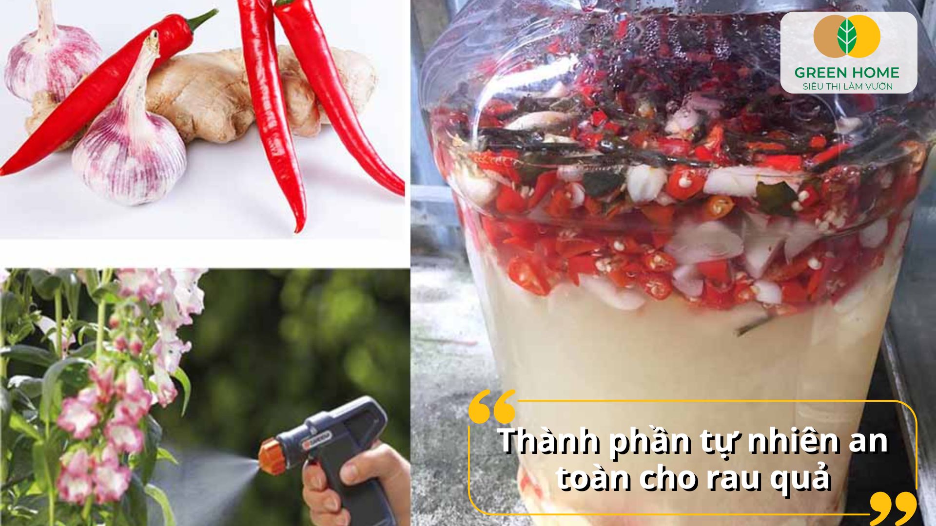 Hiệu quả diệt sâu hại nhờ thuốc trừ sâu từ tỏi ớt tự nhiên