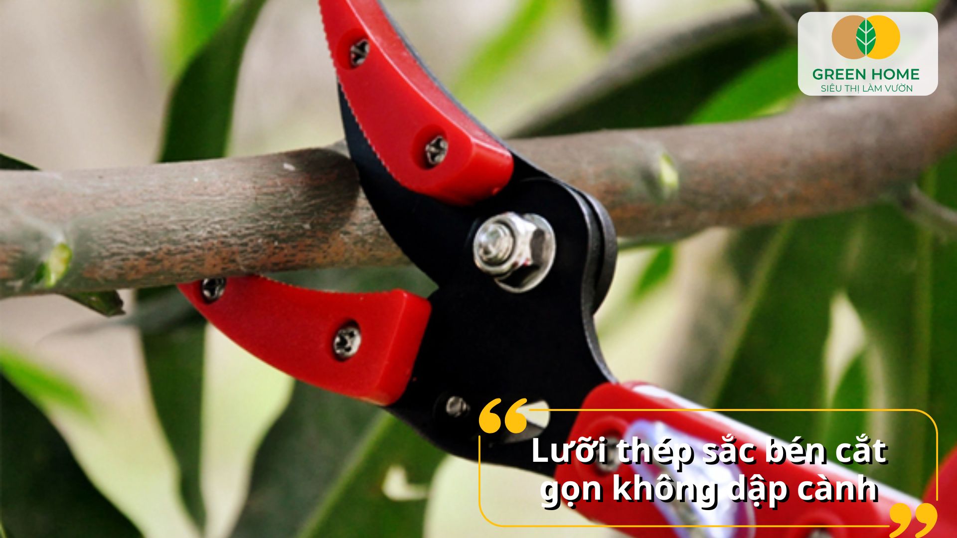 Kéo cắt cành 3m giúp loại bỏ cành khô, cành sâu dễ dàng hơn