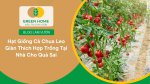 Hạt giống cà chua leo giàn mang đến vụ mùa tươi ngon và an toàn cho gia đình
