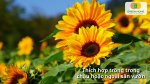 Tận hưởng cảm giác gieo trồng và ngắm hoa nở từ hạt giống hoa hướng dương