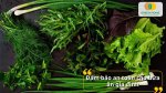 Hạt giống rau gia vị mang lại nguồn rau tươi ngon phục vụ bữa ăn hằng ngày