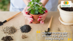 Câu hỏi thường gặp về cách trộn giá thể trồng kiểng lá 