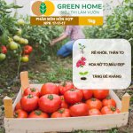 Phân bón NPK 17-17-17 Minro – Dinh dưỡng cân đối, cây khỏe, trái đẹp