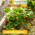 Phân bón NPK 17-17-17 Minro – Dinh dưỡng cân đối, cây khỏe, trái đẹp