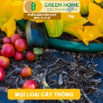 Phân bón NPK 17-17-17 Minro – Dinh dưỡng cân đối, cây khỏe, trái đẹp