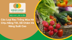 Các Loại Rau Trồng Mùa Hè Chịu Nắng Tốt, Dễ Chăm Và Cho Năng Suất Cao