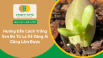cách trồng sen đá từ lá