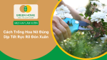 cách trồng hoa tết đúng thời điểm, hoa nở đẹp dịp xuân