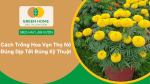 Cách trồng hoa vạn thọ nở đúng dịp Tết chuẩn kỹ thuật