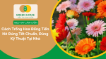 Cách trồng hoa đồng tiền nở đúng Tết chuẩn, đúng kỹ thuật tại nhà