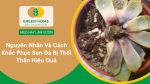 Nguyên nhân và cách khắc phục sen đá bị thối thân hiệu quả