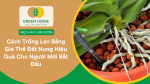 Cách trồng lan bằng giá thể đất nung