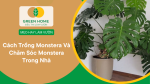 Cách trồng cây Monstera và chăm sóc Monstera trong nhà chuẩn nhất cho người mới bắt đầu