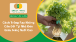 Cách trồng rau không cần đất đơn giản an toàn, hiệu quả cao