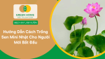 cách trồng sen mini Nhật chi tiết từ A-Z cho người mới bắt đầu