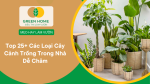 Các loại cây cảnh trồng trong nhà