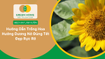 cách trồng hoa hướng dương