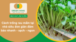 cách trồng rau mầm tại nhà