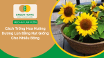Cách trồng hoa hướng dương lùn