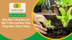 Mùa này trồng rau gì? Gợi ý các loại rau theo từng mùa