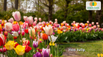 Cánh đồng tulip đầy màu sắc rực rỡ và cuốn hút