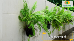 Cây dương xỉ giúp lọc không khí, hút ẩm, giảm bụi mịn