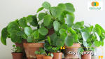 Cây cỏ gương dễ chăm và mang năng lượng tích cực thích hợp trồng trong nhà